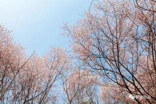 头条花期已至图片,花开盛景尽收眼底——探寻头条花期之美”