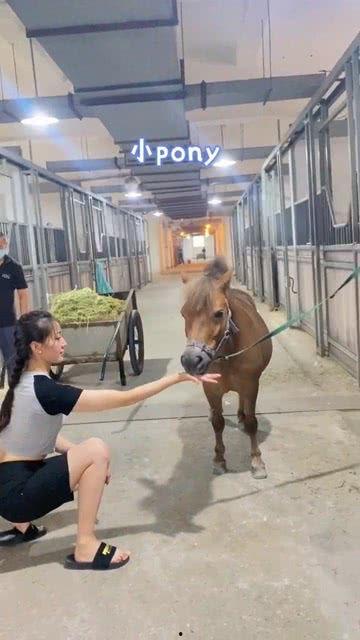 德国马术吃瓜,一场高贵与激情的视觉盛宴