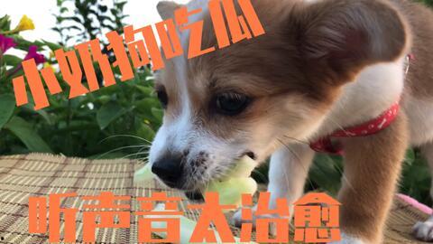 无牙小狗吃瓜,无牙小狗的甜蜜瓜趣之旅