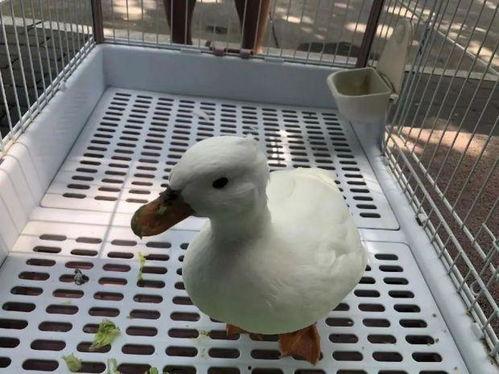 网红克尔鸭,网络红人背后的故事与影响力