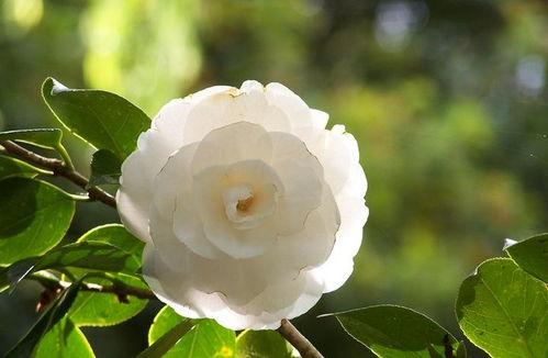 今日头条摘茶花,探寻自然之美与生活之趣