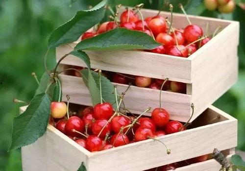 今日头条蓝田樱桃,探寻陕西蓝田的甜蜜果实传奇