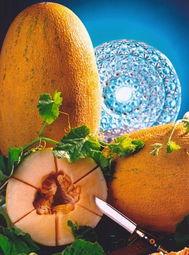 南方冬天吃哈密瓜,冬日暖阳下的哈密瓜盛宴